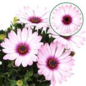Bild von Osteospermum  P12 Quinty